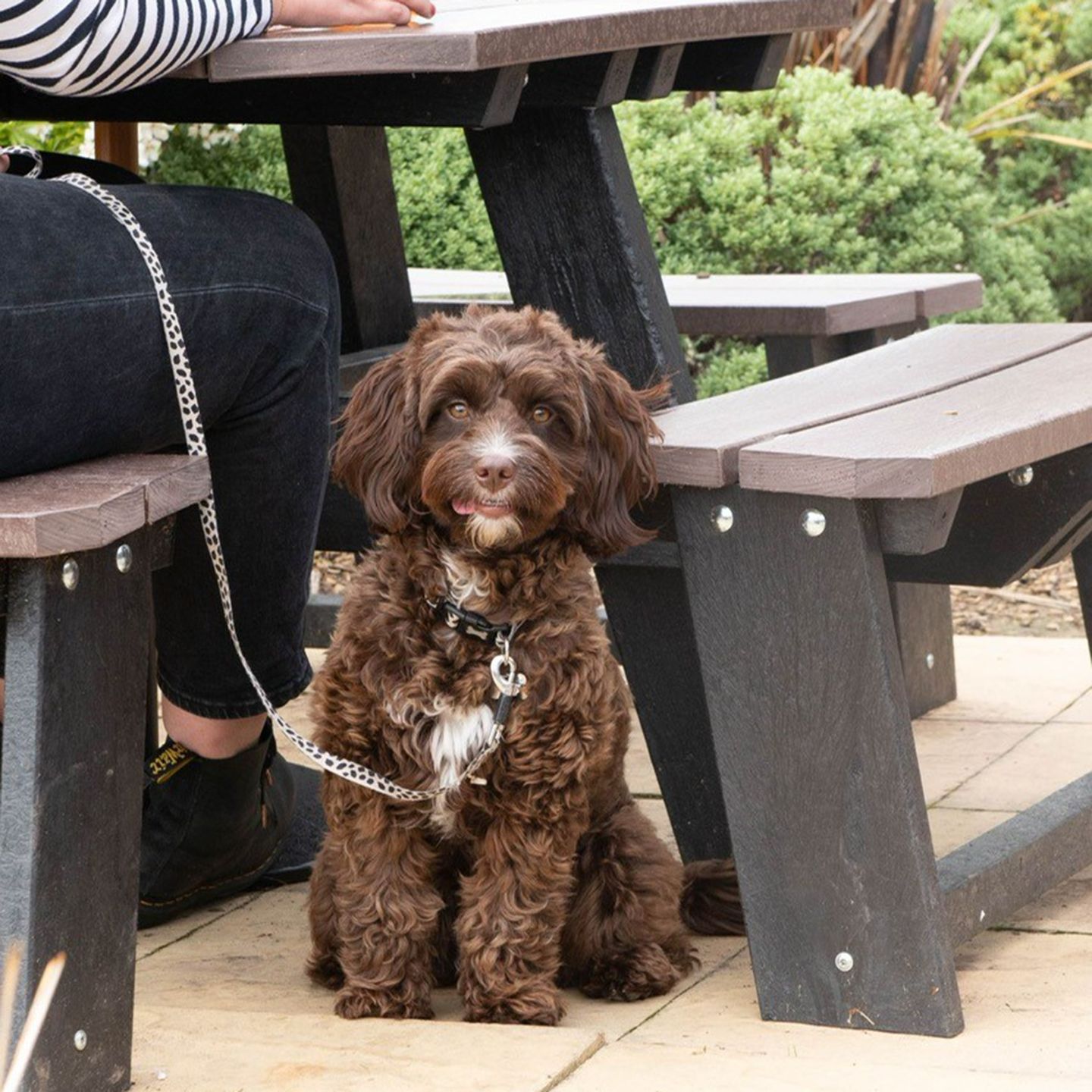 Your local dog friendly pub in Naburn York